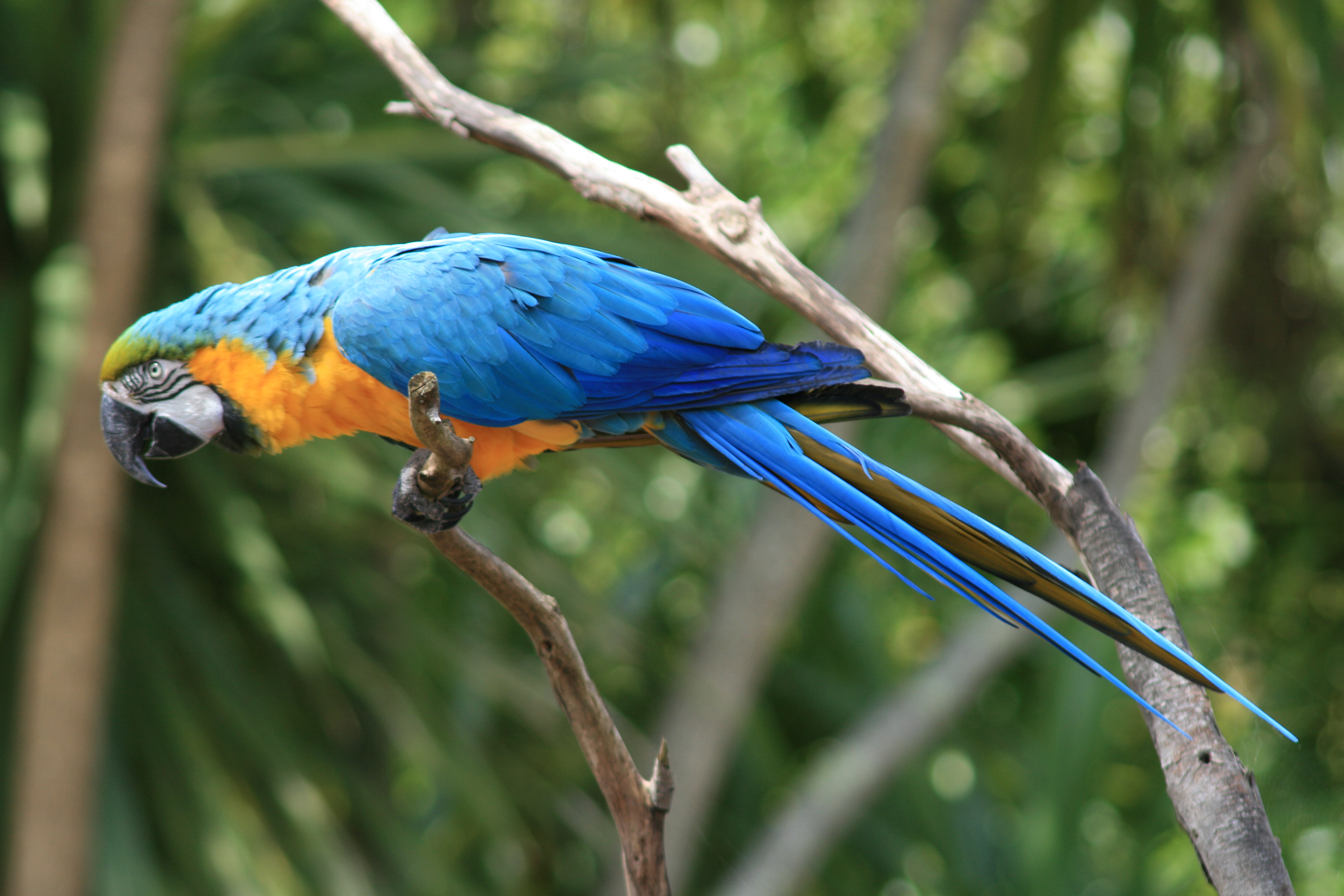 Ara_ararauna_-Auckland_Zoo-8b