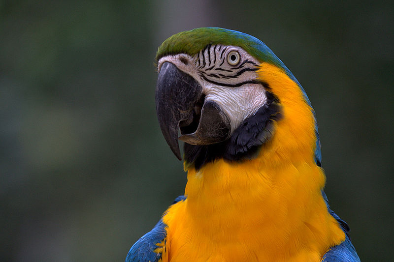 800px-Ara_ararauna_-Blue-and-gold_Macaw_-head_and_neck