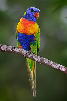 230px-Rainbow_lorikeet