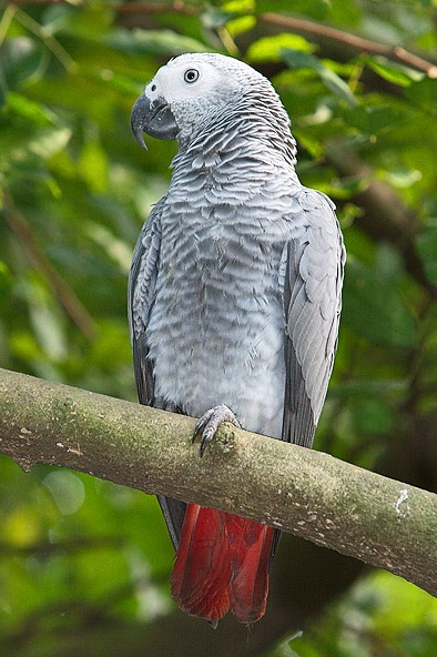 Grey_Parrot