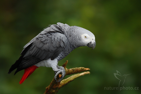 psittacus-erithacus-2008-9369