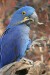 250px-Hyacinth_Macaw_-_Nashville_Zoo