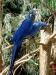 265px-Hyacinth_Macaws_at_the_Tennessee_Aquarium