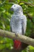 Grey_Parrot